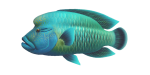 Napoleonfisch
