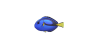 Paletten-Doktorfisch
