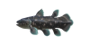 Quastenflosser
