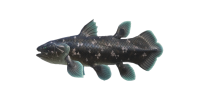 Fische (New Horizons) - Animal Crossing Wiki