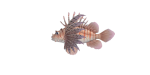 Rotfeuerfisch