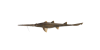 Sägehai