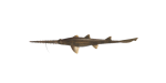 Sägehai