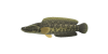Schlangenkopf