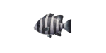 Schnabelbarsch