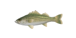 Seebarsch