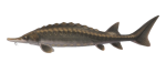 Stör