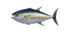 Thunfisch