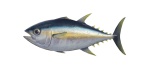 Thunfisch
