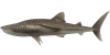 Walhai
