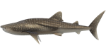 Walhai