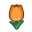 Flachlandtulpe
