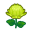Grünchrysantheme