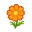 Orangecosmea
