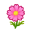 Pinkcosmea
