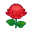 Rotchrysantheme