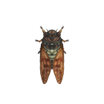 Braunzikade