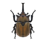 Elefantenkäfer