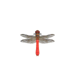 Feuerlibelle