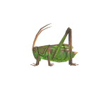 Grashüpfer