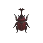 Nashornkäfer