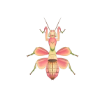Orchideenmantis