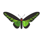 Troides brookiana