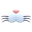 Katzenschnauze [Weiß]