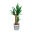 Yuccapalme
