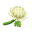 Weißchrysantheme