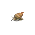 Babylon-Seeschnecke