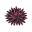 Seeigel