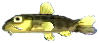bachschmerle.png