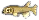 doktorfisch.png