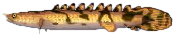 floesselhecht.png