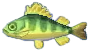 flussbarsch.png