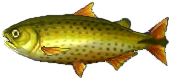 goldmakrele.png