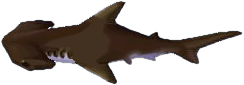 hammerhai.png