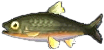 hasel.png