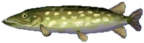 hecht.png