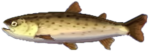 huchen.png
