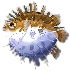 igelfisch.png