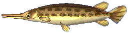 knochenhecht.png