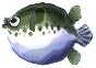 kugelfisch.png