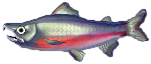 lachs.png
