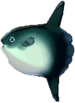 mondfisch.png