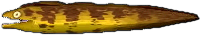 muraene.png