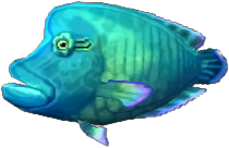 napoleonfisch.png