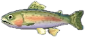 regenbogenforelle.png