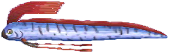 riemenfisch.png